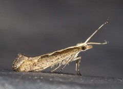 Plutella xylostella-australiana