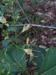 Collinsonia punctata