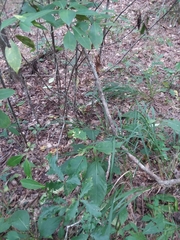 Collinsonia punctata