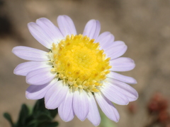 Aster oldhamii