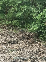 Pipilo erythrophthalmus