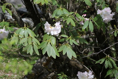 Rhododendron decorum
