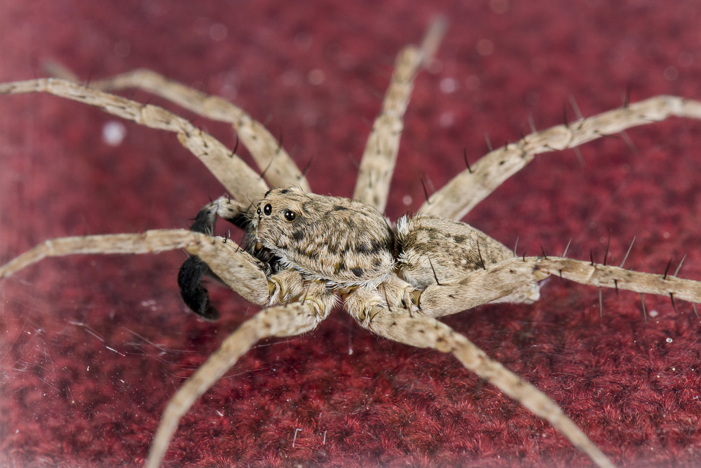 Pardosa nebulosa
