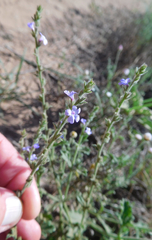 Verbena plicata