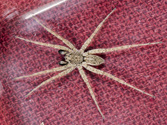 Pardosa nebulosa