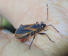 Dindymus circumcinctus