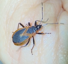 Dindymus circumcinctus