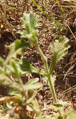 Verbena plicata