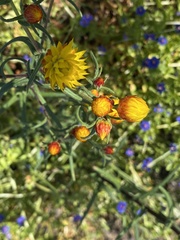 Waitzia acuminata acuminata