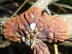Hypocreopsis lichenoides