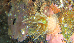 Anthopleura ballii