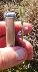 Verbena plicata