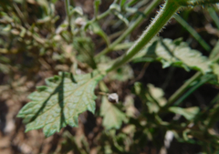 Verbena plicata