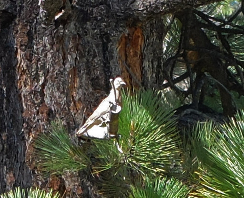 iNaturalist observation photo of Mourning Dove