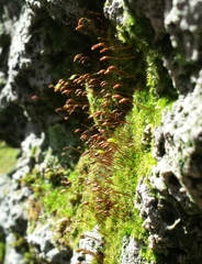 Rhynchostegiella tenella