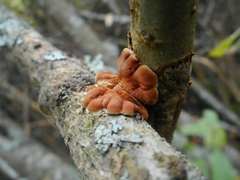 Hypocreopsis lichenoides