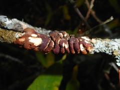 Hypocreopsis lichenoides