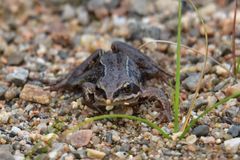 Rana amurensis