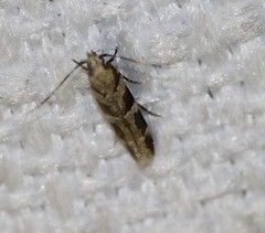 Macrobathra rubicundella