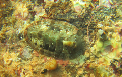 Rhyssoplax olivacea