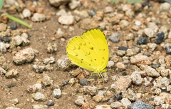 Eurema blanda