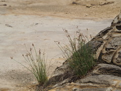 Fimbristylis sieboldii