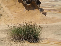 Fimbristylis sieboldii