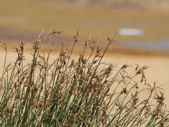 Fimbristylis sieboldii