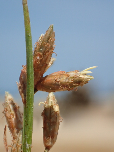 Image of Fimbristylis sieboldii by no rights reserved