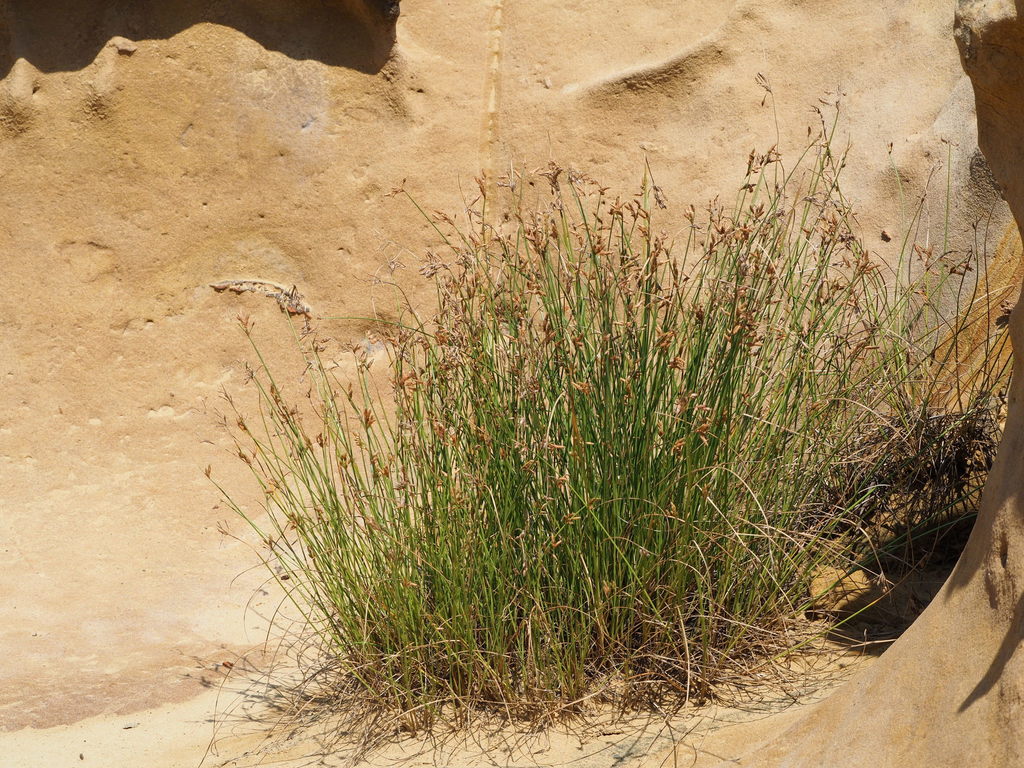 Fimbristylis sieboldii