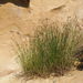 Fimbristylis sieboldii - Photo no rights reserved, uploaded by 葉子