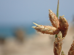 Fimbristylis sieboldii