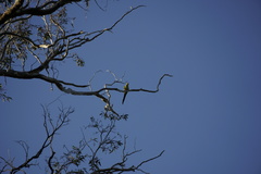 Polytelis anthopeplus