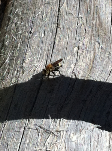 iNaturalist observation photo of Bee-mimic Robber Flies