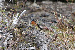 Phoenicurus schisticeps