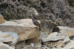 Calliope tschebaiewi