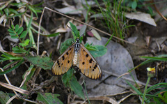 Acraea terpsicore