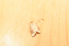 Tortricidia testacea