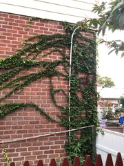 Parthenocissus tricuspidata