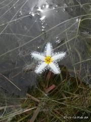 Nymphoides