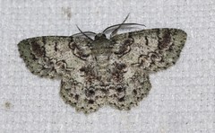 Hypodoxa conspurcata