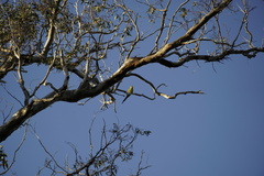 Polytelis anthopeplus