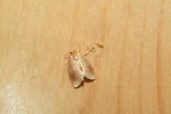 Tortricidia testacea