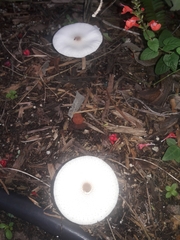 Leucocoprinus brebissonii