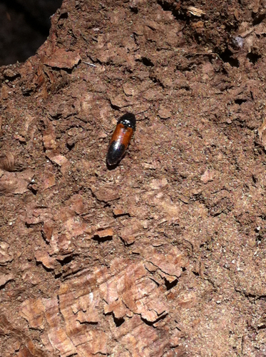 iNaturalist observation photo of Ampedus