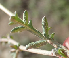 Hermannia pulverata