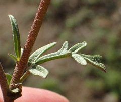 Hermannia pulverata