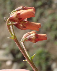Hermannia pulverata