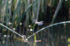 Aeshna mixta