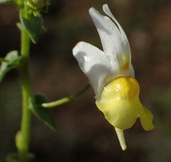 Nemesia ligulata
